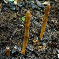 天麻哪个品种最好？四川乐山马边本地人实测乌天麻与红天麻区别及挑选经验