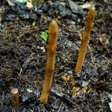 天麻哪个品种最好？四川乐山马边本地人实测乌天麻与红天麻区别及挑选经验