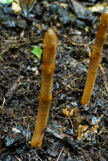 天麻哪个品种最好？四川乐山马边本地人实测乌天麻与红天麻区别及挑选经验