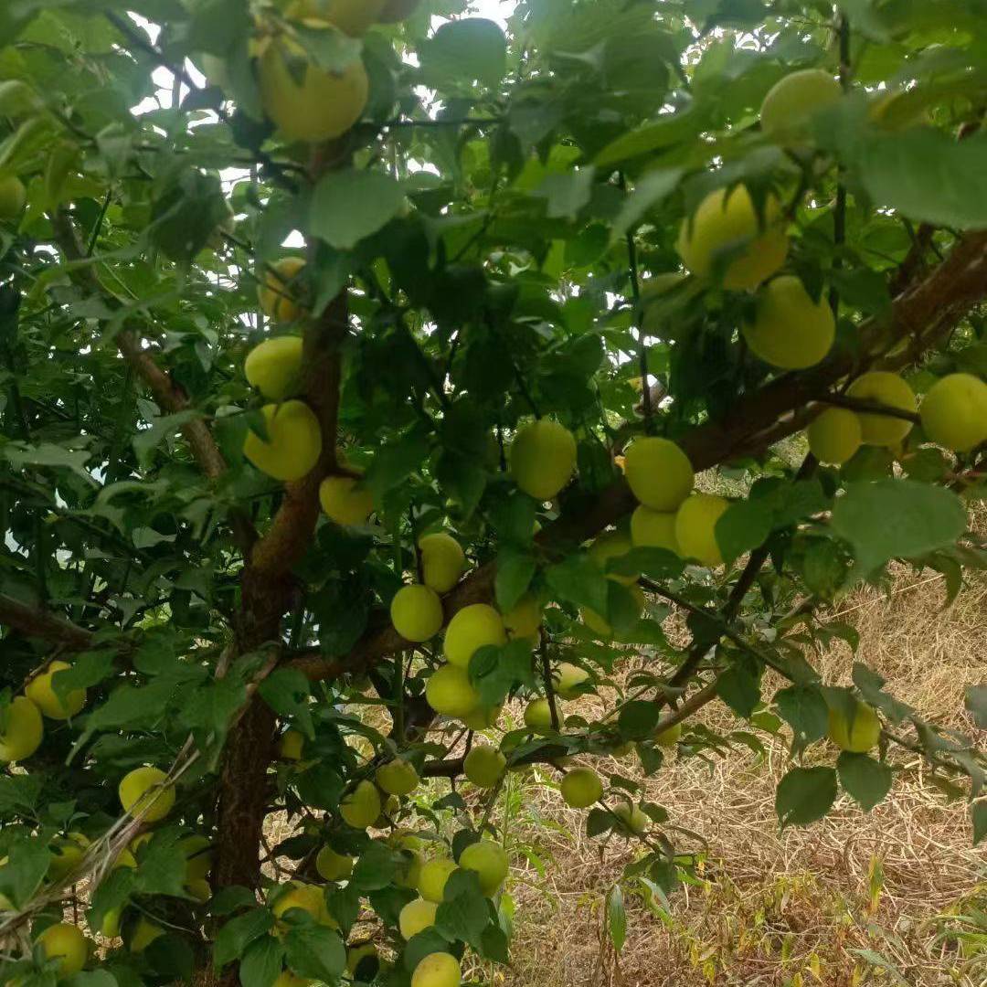 谁懂啊！在马边的夏天，一半的快乐是青梅和李子给的，另一半是山野瀑布给的！刚摘的青梅带着山风的凉意，青中带黄的果子硬邦邦的，看着就酸得流口水，拿来泡酒、做脆梅简直绝了；山里的瀑布藏在峡谷里，一靠近就是扑面而来的水汽，夏天来这里待上十分钟，比吹空调还舒服。一边是酸甜脆爽的山野果子，一边是清清凉凉的山涧瀑布，这才是马边夏天该有的样子啊 class=