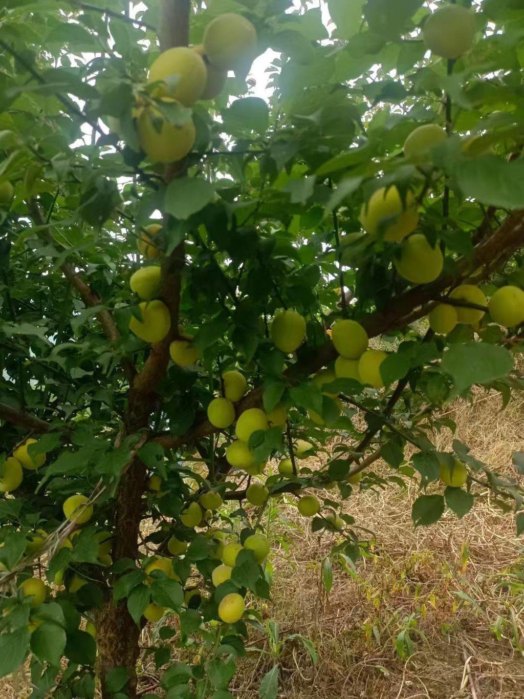 谁懂啊！在马边的夏天，一半的快乐是青梅和李子给的，另一半是山野瀑布给的！刚摘的青梅带着山风的凉意，青中带黄的果子硬邦邦的，看着就酸得流口水，拿来泡酒、做脆梅简直绝了；山里的瀑布藏在峡谷里，一靠近就是扑面而来的水汽，夏天来这里待上十分钟，比吹空调还舒服。一边是酸甜脆爽的山野果子，一边是清清凉凉的山涧瀑布，这才是马边夏天该有的样子啊