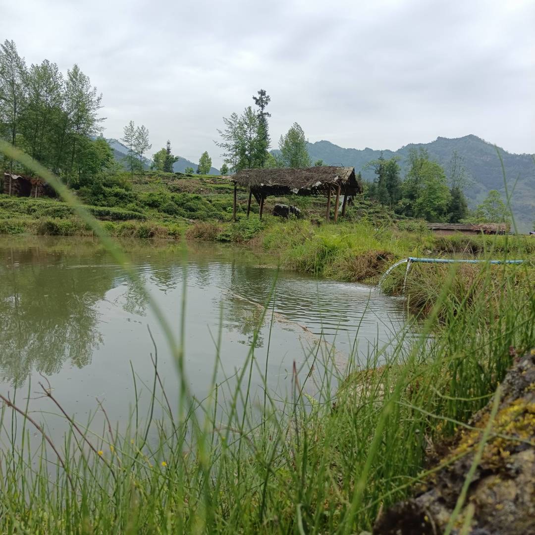 山水相依的梯田茶田 是本土优质茶叶生长的山野馈赠型基底