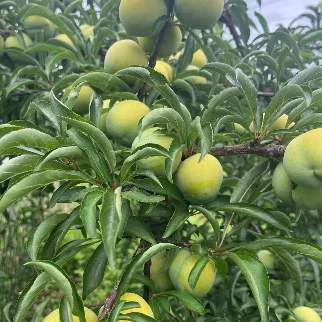 山间果园的青脆李熟透啦！挂满枝头的果子裹着一层薄薄果粉，果皮清润青绿，看着就清爽解渴。咬开果肉脆嫩爆汁，酸甜适口不涩口，脱骨离核果肉厚实，夏天解腻解馋刚刚好，爱吃李子的朋友别错过，说说你们最喜欢脆李哪种吃法？ class=