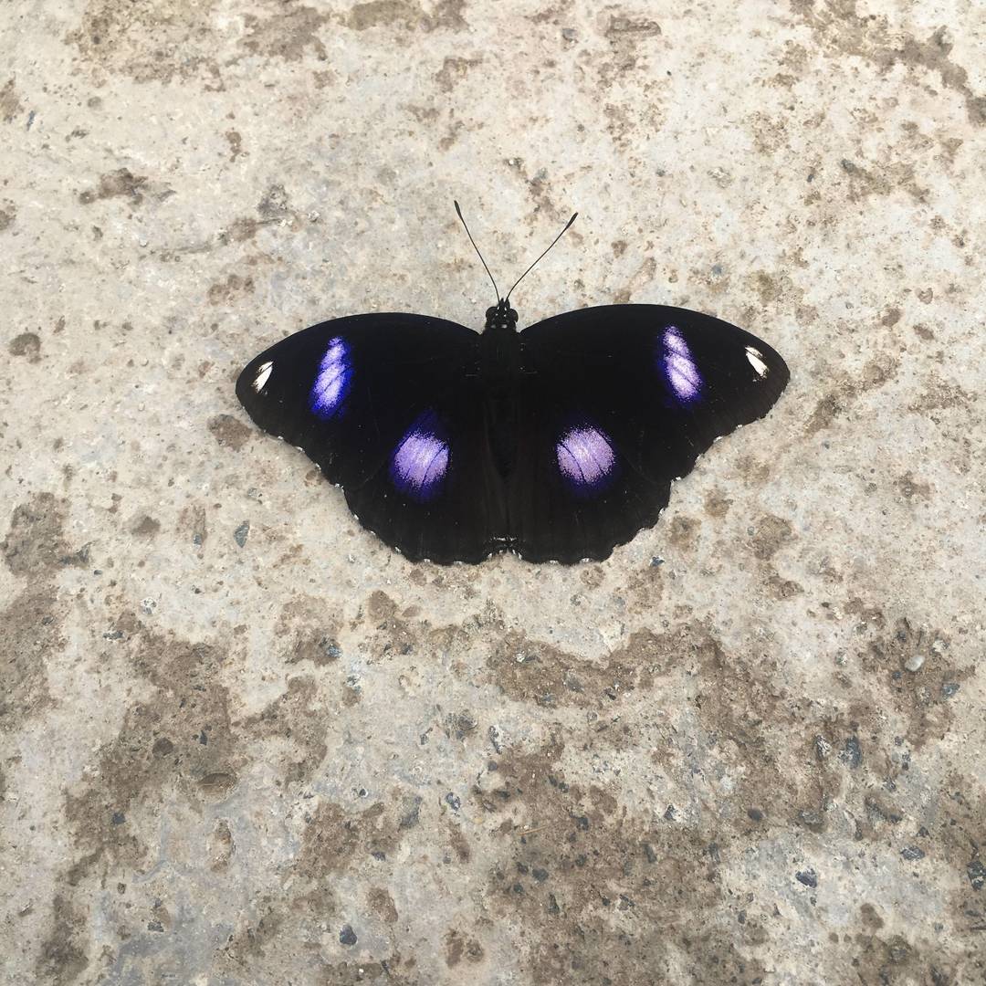 山野原生蝶类实拍：夜迷蛱蝶落足户外地面 黑翅缀紫斑的原生野境昆虫瞬间