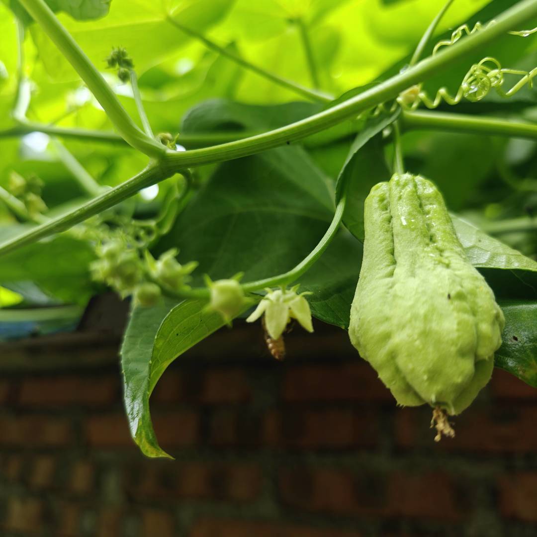 田间初韵：嫩藤挂果，蜂伴花，是生态里的物产香