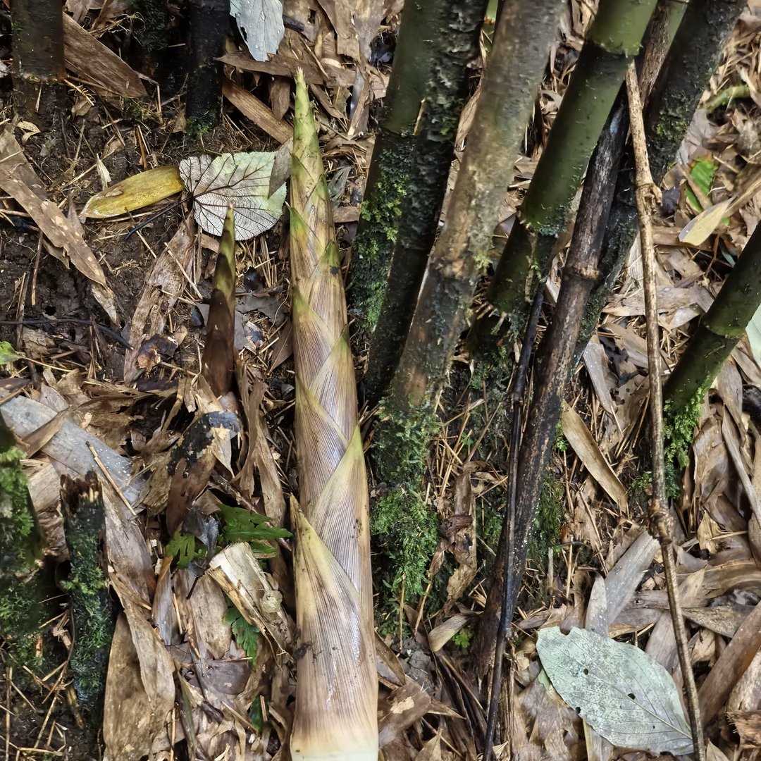 马边深山竹笋，每到雨季，便从竹林的腐叶堆里破土而出。走进马边的大山，雨后竹林遍地是惊喜。一根根竹笋裹着紫褐色笋壳，带着新鲜黄泥，静静立在竹丛下。
背着背篓进山采挖，收获满满一筐山野鲜货。削去粗糙笋壳，里面的笋肉嫩白脆爽。
靠山吃山，这是属于马边山里人的时令美味。不管是清炒、炖腊肉或是焯水凉拌，一口就能尝到大山独有的清甜。 class=