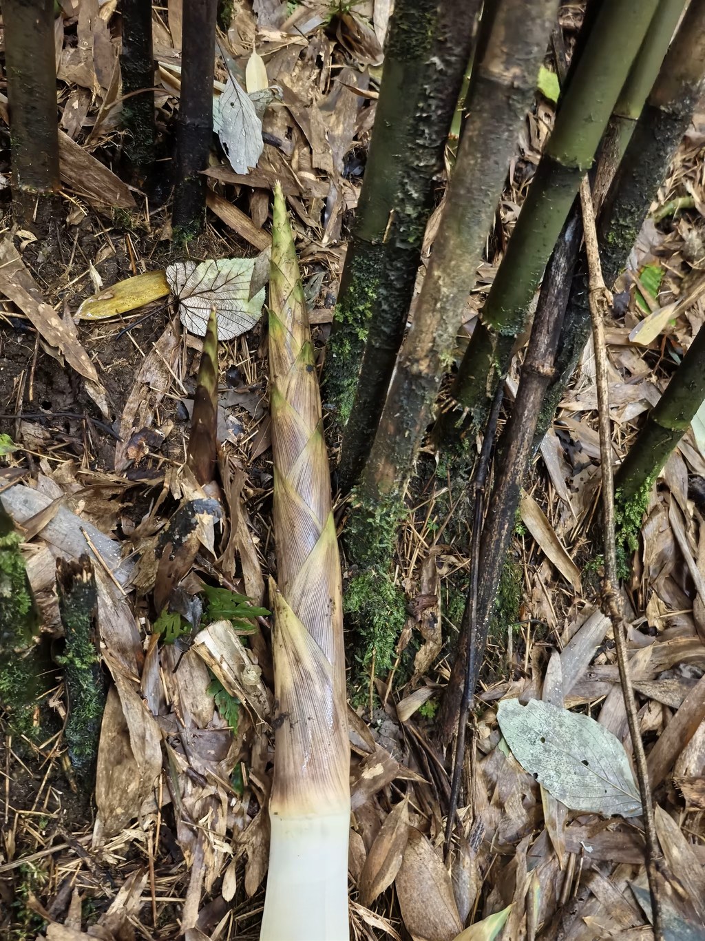 马边深山竹笋，每到雨季，便从竹林的腐叶堆里破土而出。走进马边的大山，雨后竹林遍地是惊喜。一根根竹笋裹着紫褐色笋壳，带着新鲜黄泥，静静立在竹丛下。
背着背篓进山采挖，收获满满一筐山野鲜货。削去粗糙笋壳，里面的笋肉嫩白脆爽。
靠山吃山，这是属于马边山里人的时令美味。不管是清炒、炖腊肉或是焯水凉拌，一口就能尝到大山独有的清甜。