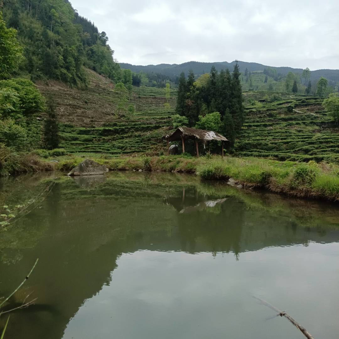 山水相依的梯田茶田 是本土优质茶叶生长的山野馈赠型基底
