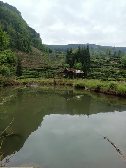 山水相依的梯田茶田 是本土优质茶叶生长的山野馈赠型基底