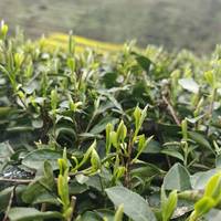 为什么懂茶的人，都在等一杯春茶？
