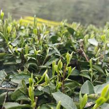 为什么懂茶的人，都在等一杯春茶？