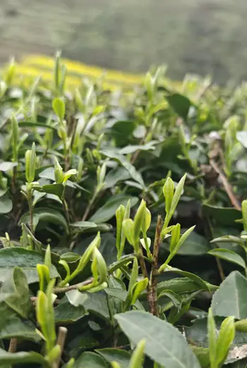为什么懂茶的人，都在等一杯春茶？
