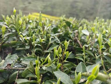 为什么懂茶的人，都在等一杯春茶？