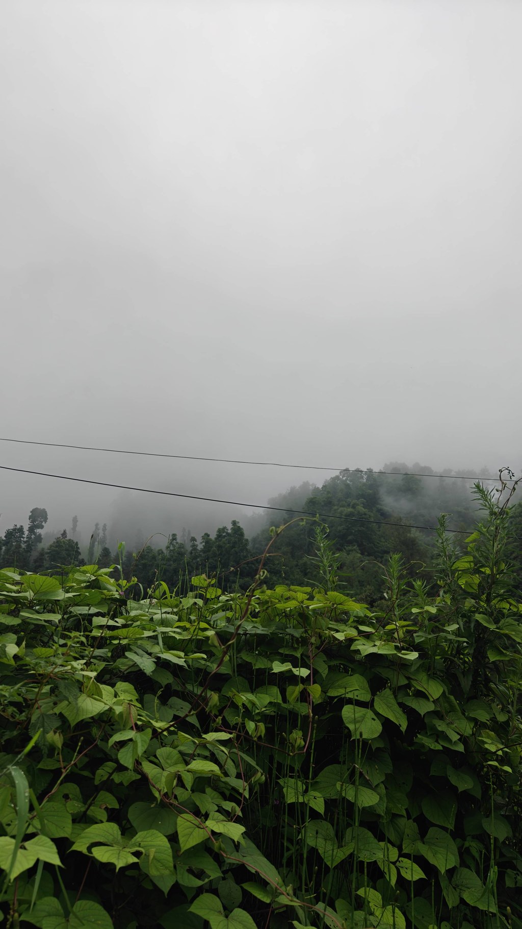 马边的清晨，总被漫山白雾包裹。
连绵青山隐在温润水汽里，山间田地、农家菜园就铺在这片云雾谷地。充沛山雾、山泉活水、山林腐殖土，构成别处复刻不了的种植环境。
没有大棚恒温催长，这里的玉米、豆类、佛手瓜、丝瓜、苦瓜，全靠高山云雾雨露缓慢滋养，生长周期更长，风味更清甜纯粹。竹架瓜棚藏在青山之下，一瓜一叶，都是马边山地独有的自然馈赠。