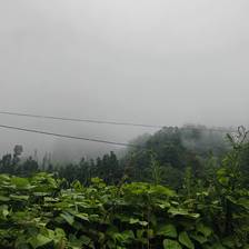 马边的清晨，总被漫山白雾包裹。
连绵青山隐在温润水汽里，山间田地、农家菜园就铺在这片云雾谷地。充沛山雾、山泉活水、山林腐殖土，构成别处复刻不了的种植环境。
没有大棚恒温催长，这里的玉米、豆类、佛手瓜、丝瓜、苦瓜，全靠高山云雾雨露缓慢滋养，生长周期更长，风味更清甜纯粹。竹架瓜棚藏在青山之下，一瓜一叶，都是马边山地独有的自然馈赠。