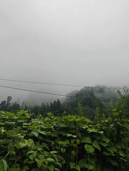 马边的清晨,总被漫山白雾包裹。
连绵青山隐在温润水汽里,山间田地、农家菜园就铺在这片云雾谷地。充沛山雾、山泉活水、山林腐殖土,构成别处复刻不了的种植环境。
没有大棚恒温催长,这里的玉米、豆类、佛手瓜、丝瓜、苦瓜,全靠高山云雾雨露缓慢滋养,生长周期更长,风味更清甜纯粹。竹架瓜棚藏在青山之下,一瓜一叶,都是马边山地独有的自然馈赠。
