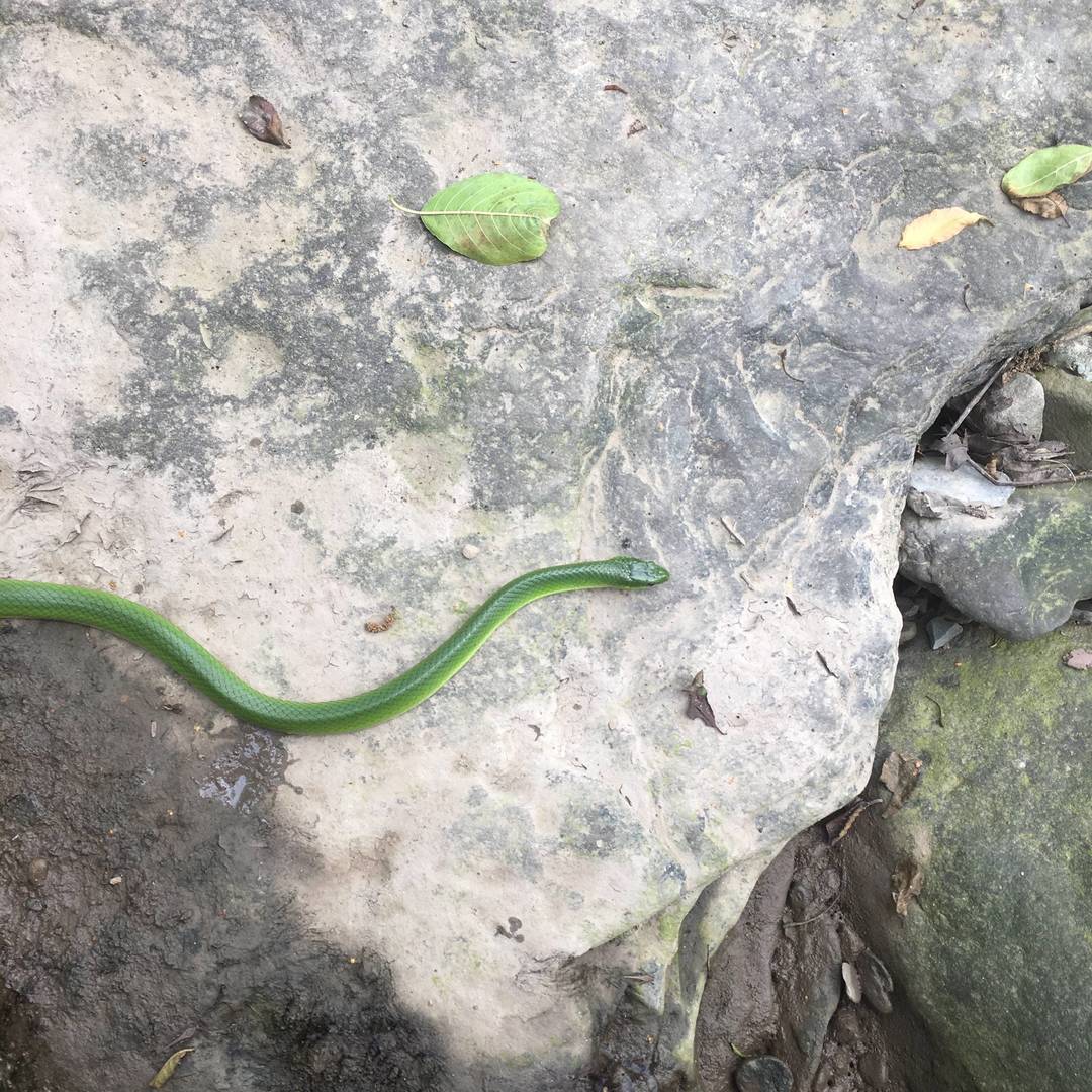 彝乡山野溪涧原生野境实拍：翠青蛇曳着鲜亮翠绿色躯体 游移于湿润岩石表面 定格山地溪畔的原生生物生态瞬间