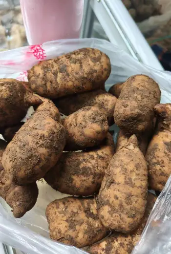 天麻适合什么人群吃？家常食补适配人群详解