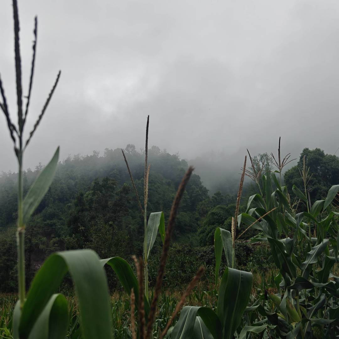 马边的清晨，总被漫山白雾包裹。
连绵青山隐在温润水汽里，山间田地、农家菜园就铺在这片云雾谷地。充沛山雾、山泉活水、山林腐殖土，构成别处复刻不了的种植环境。
没有大棚恒温催长，这里的玉米、豆类、佛手瓜、丝瓜、苦瓜，全靠高山云雾雨露缓慢滋养，生长周期更长，风味更清甜纯粹。竹架瓜棚藏在青山之下，一瓜一叶，都是马边山地独有的自然馈赠。 class=