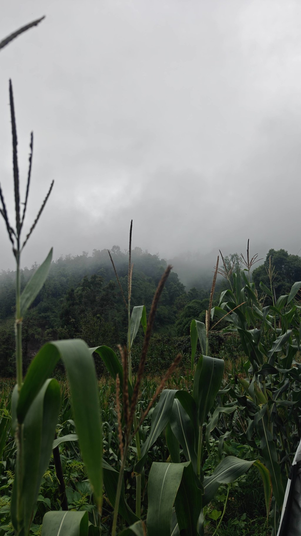 马边的清晨，总被漫山白雾包裹。
连绵青山隐在温润水汽里，山间田地、农家菜园就铺在这片云雾谷地。充沛山雾、山泉活水、山林腐殖土，构成别处复刻不了的种植环境。
没有大棚恒温催长，这里的玉米、豆类、佛手瓜、丝瓜、苦瓜，全靠高山云雾雨露缓慢滋养，生长周期更长，风味更清甜纯粹。竹架瓜棚藏在青山之下，一瓜一叶，都是马边山地独有的自然馈赠。