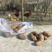 马边高山天麻鉴别指南：彝家共生珍宝与滋补吃法