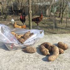 马边高山天麻鉴别指南：彝家共生珍宝与滋补吃法