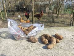 马边高山天麻鉴别指南：彝家共生珍宝与滋补吃法