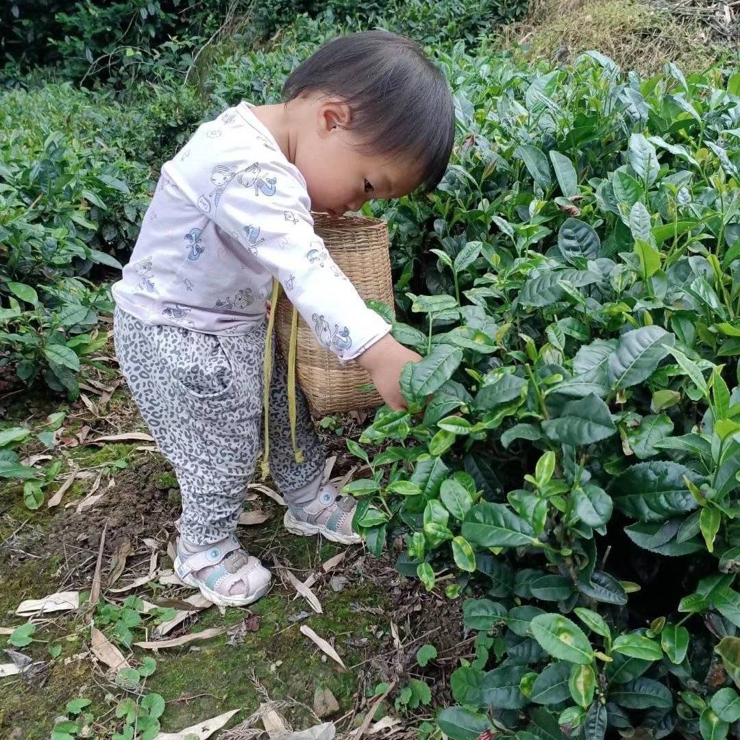 茶园里的小 “采茶客”：竹篮背上肩，沾了本土茶田的鲜爽气息
