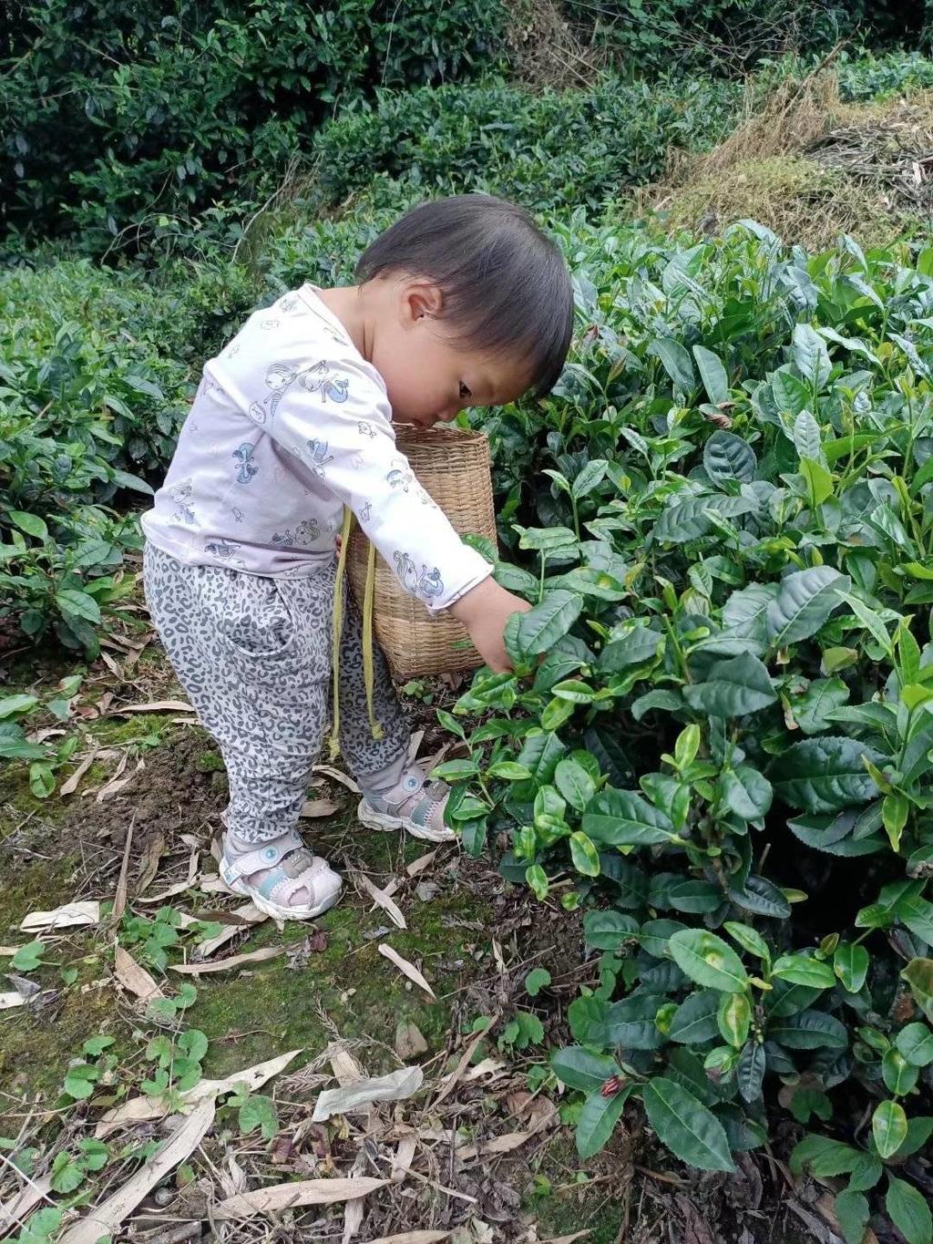 茶园里的小 “采茶客”：竹篮背上肩，沾了本土茶田的鲜爽气息