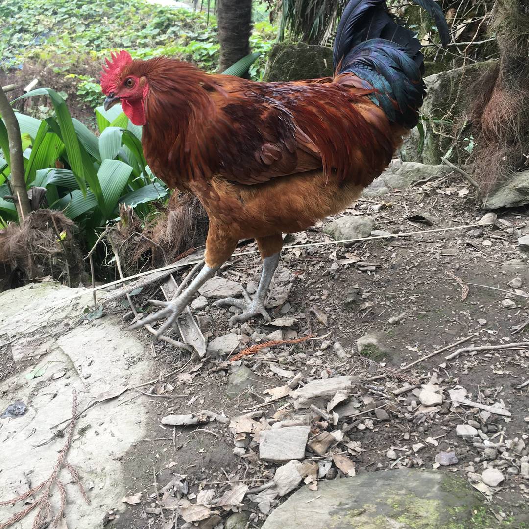 山野农特产实拍：彝乡原生环境散养土鸡 鲜亮羽色藏着马边山野馈赠的原生态本味