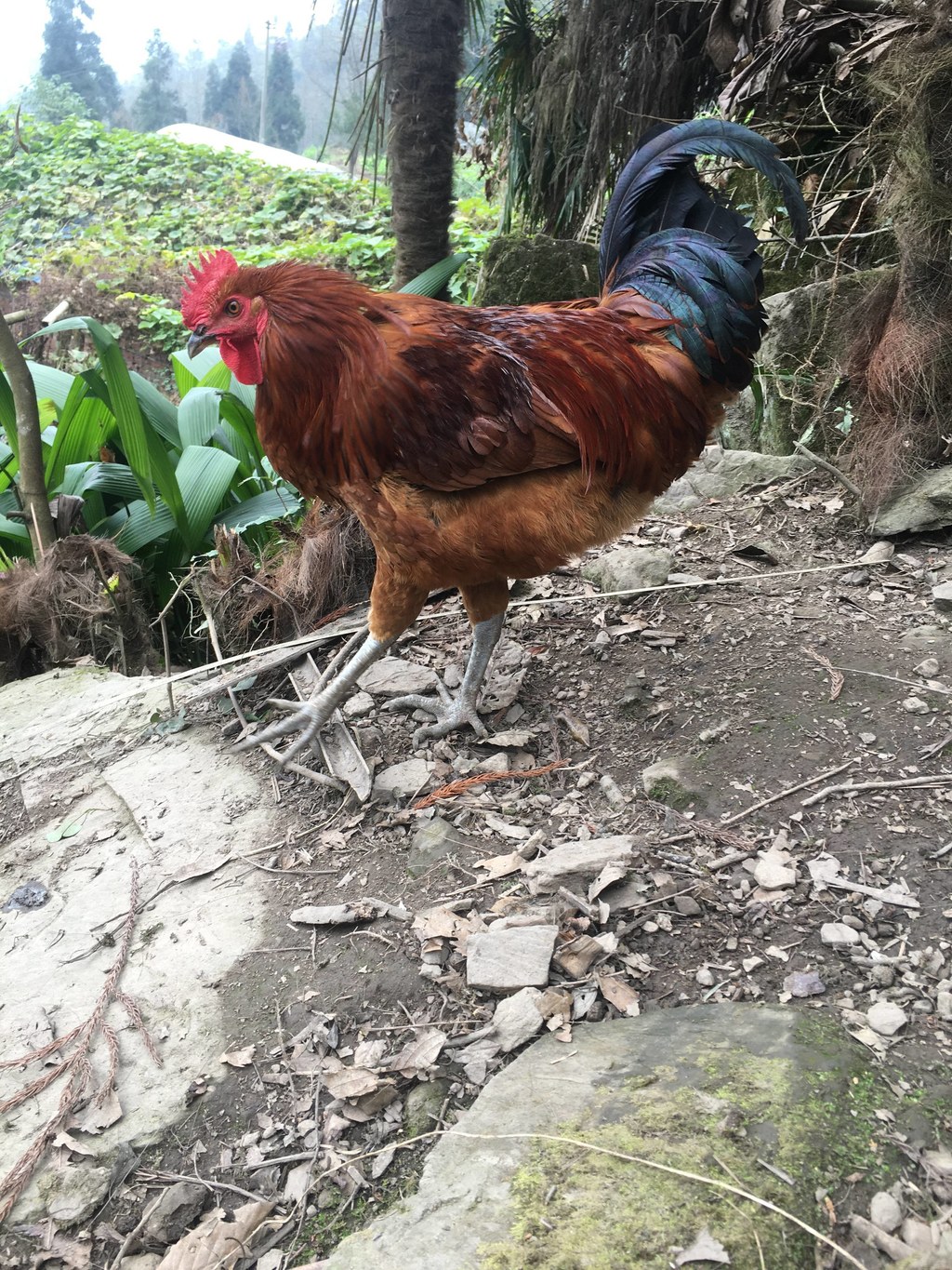 山野农特产实拍：彝乡原生环境散养土鸡 鲜亮羽色藏着马边山野馈赠的原生态本味
