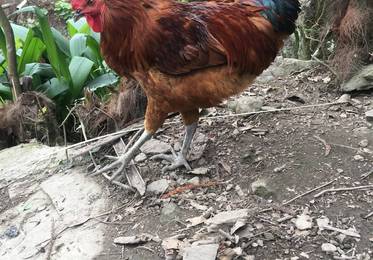 土鸡选购