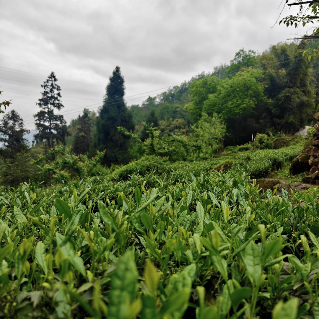 马边云雾高山茶｜翠岭裹晨雾，一园鲜叶浸满彝乡清润气
