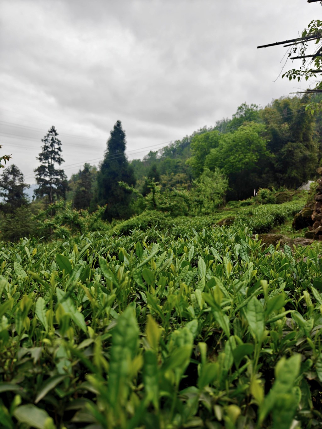 马边云雾高山茶｜翠岭裹晨雾，一园鲜叶浸满彝乡清润气