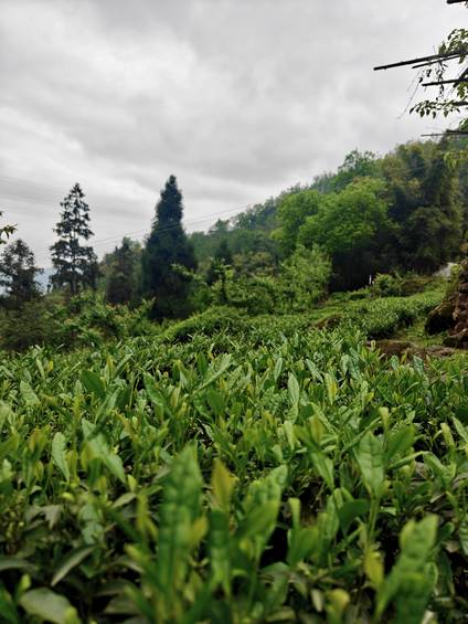 马边云雾高山茶｜翠岭裹晨雾，一园鲜叶浸满彝乡清润气