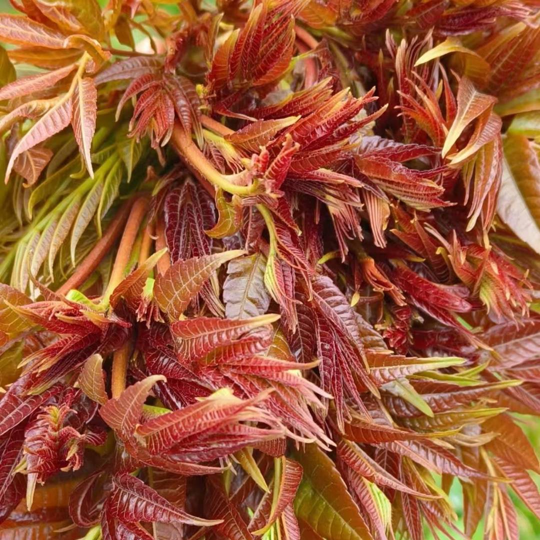 又到了吃椿芽的季节啦屋后的树冒了满枝红嫩，刚掐下来的芽头还带着山野的潮气，等会儿就做个香椿炒蛋，这才是春天最地道的味道～