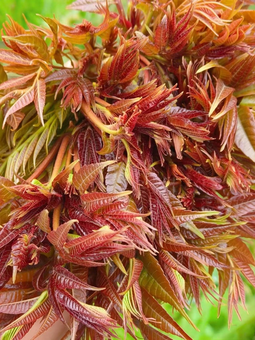 又到了吃椿芽的季节啦屋后的树冒了满枝红嫩，刚掐下来的芽头还带着山野的潮气，等会儿就做个香椿炒蛋，这才是春天最地道的味道～
