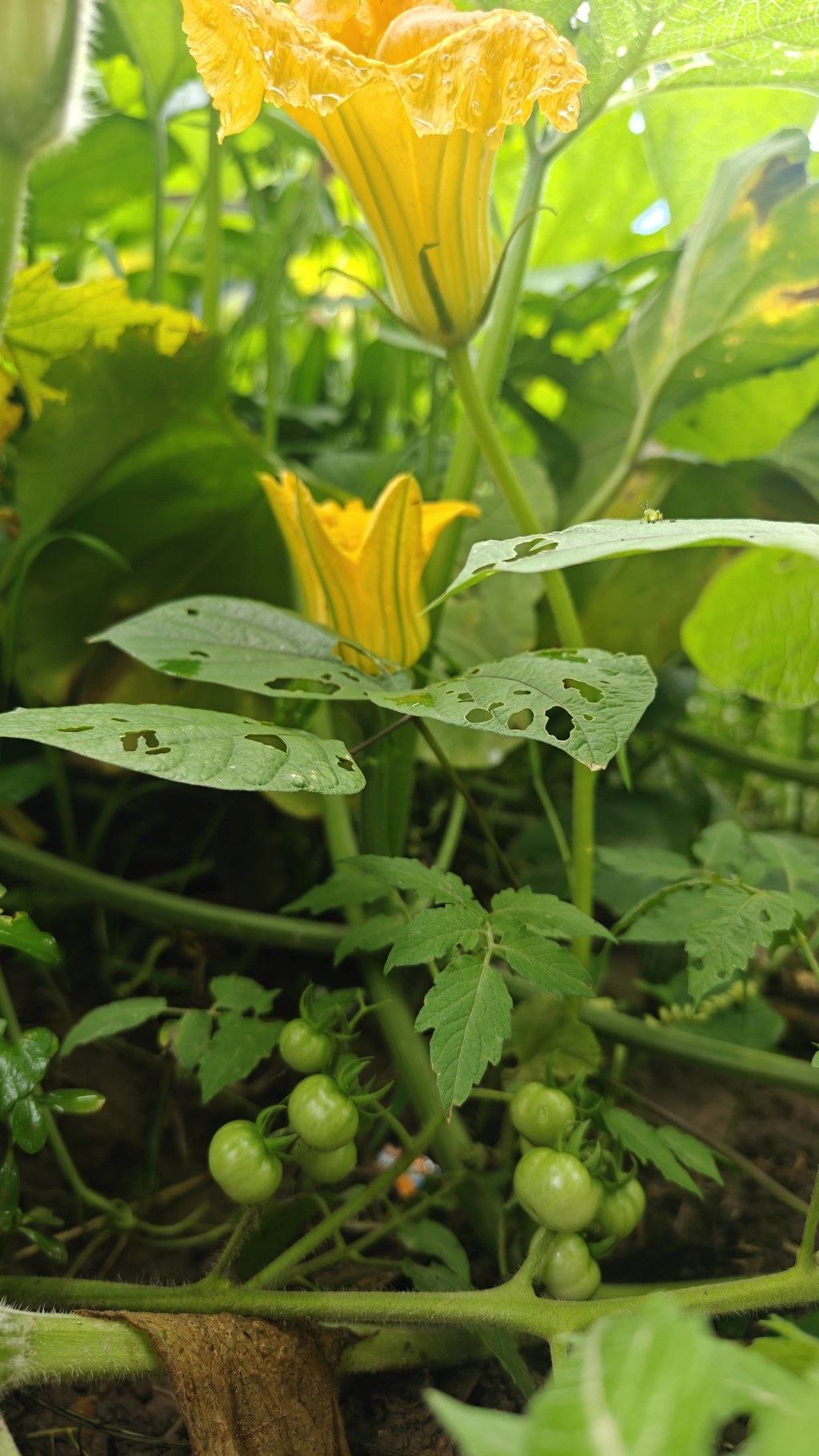 自家菜园随手拍，小番茄一串串慢慢转色，南瓜花迎着日头开得热闹，边上山药藤顺着架子疯长。
山里种菜不催熟、不瞎折腾，顺着节气慢慢长，等果子熟透了，一口就是原生态的清甜味。
踏踏实实种点本土小菜，守着园子等收成，日子简单又踏实。