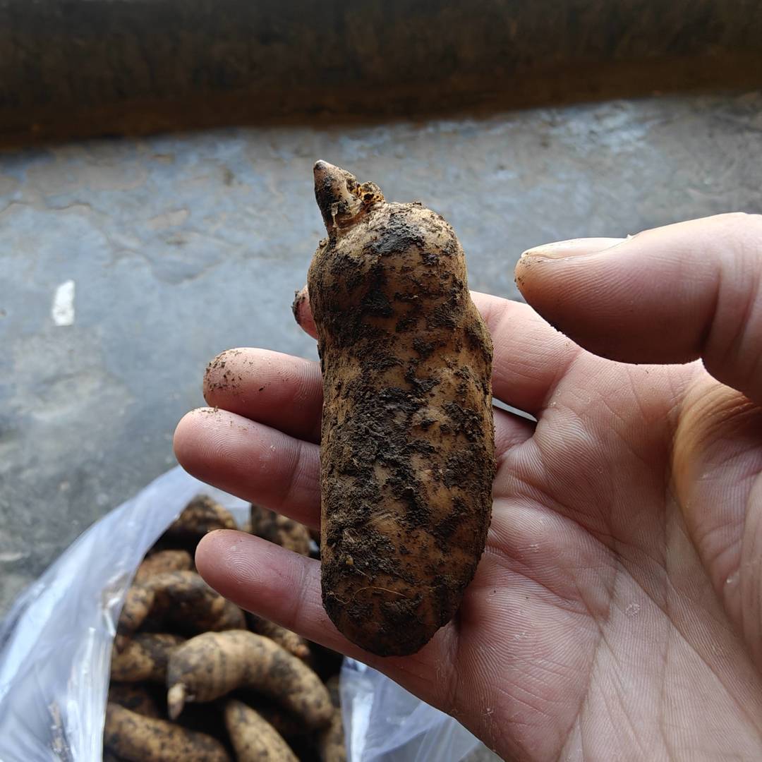 马边山野鲜货：刚采收的新鲜天麻堆袋摆放 是高山生态孕育的地域特色滋补特产