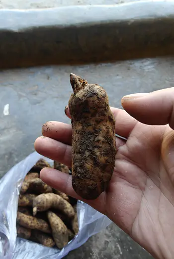 马边天麻产地特点，营养价值详解
