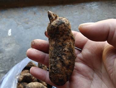 马边天麻产地特点，营养价值详解