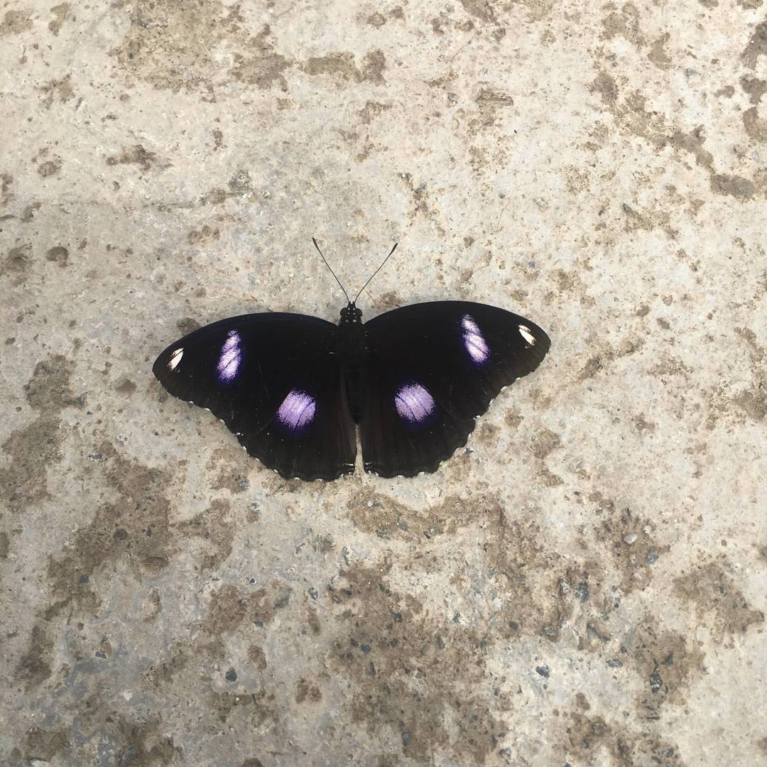 山野原生蝶类实拍：夜迷蛱蝶落足户外地面 黑翅缀紫斑的原生野境昆虫瞬间