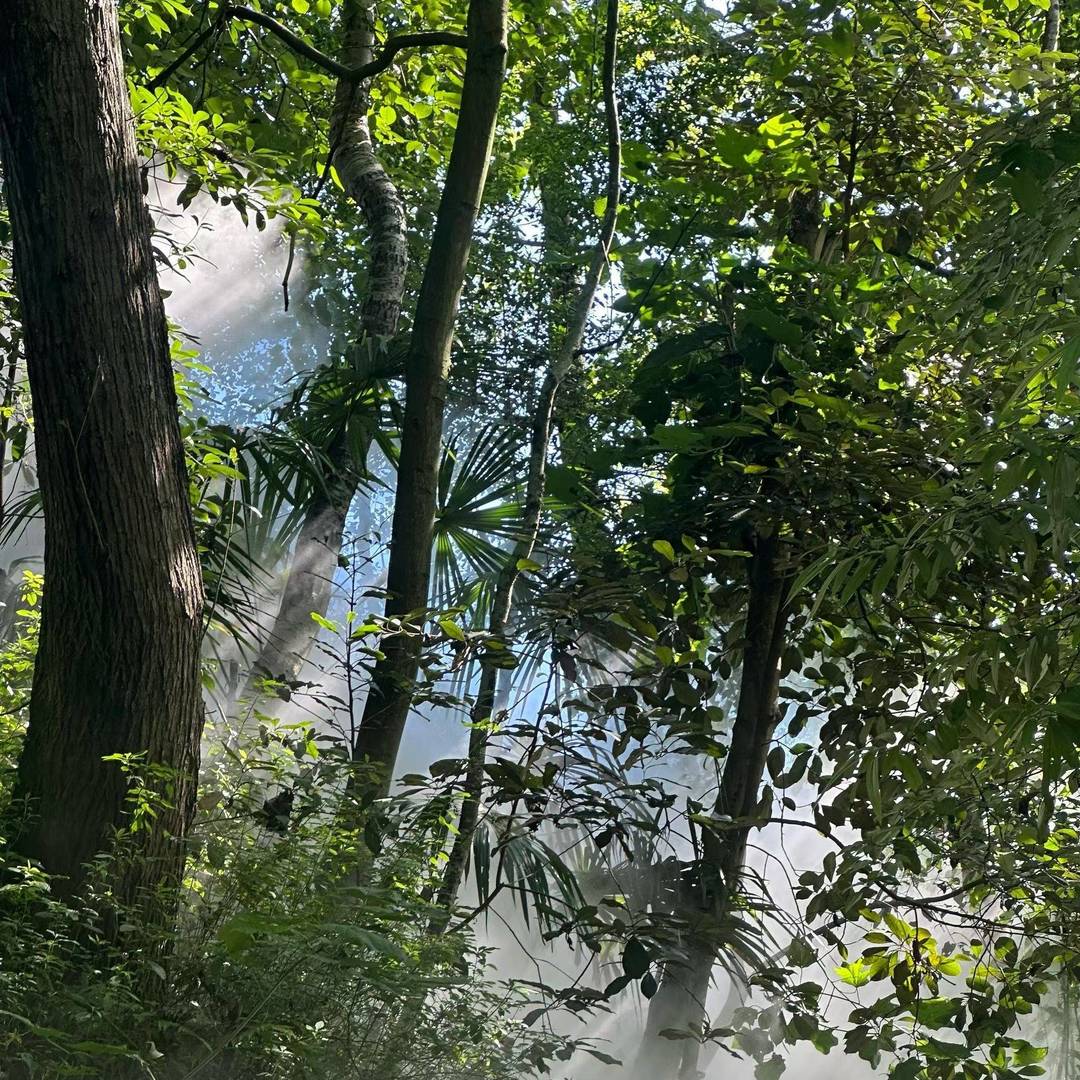 彝乡翠林里的雾中光缕：晨雾漫处，光束穿林织满枝桠