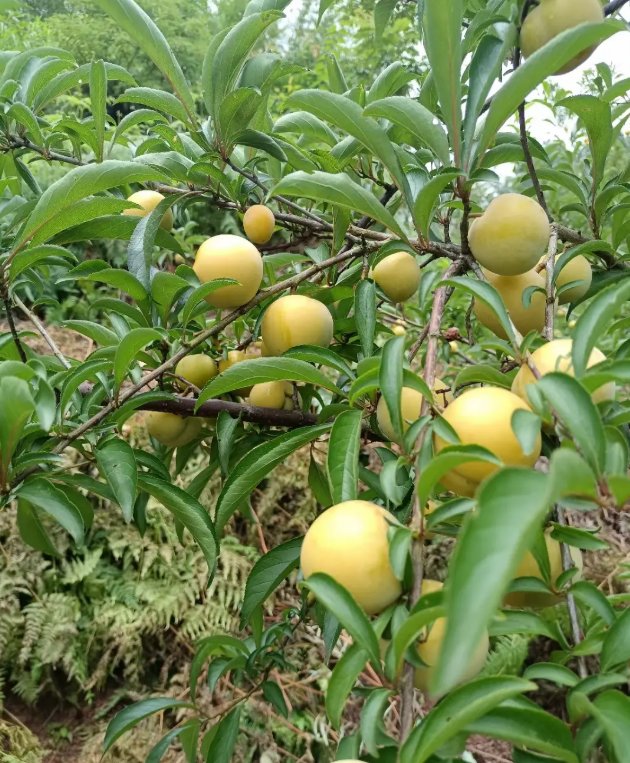 马边蜂糖李0.png