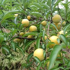 四川蜂糖李产地在哪里？实探乐山马边彝族自治县，正宗高山蜜李这样认