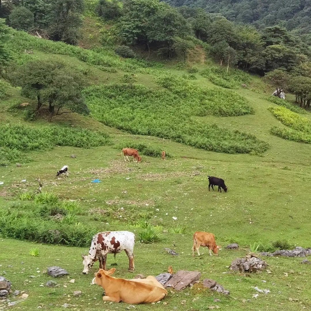 马边仰天窝：石林嶙峋叠草甸，牧牛悠然藏尽山野闲情