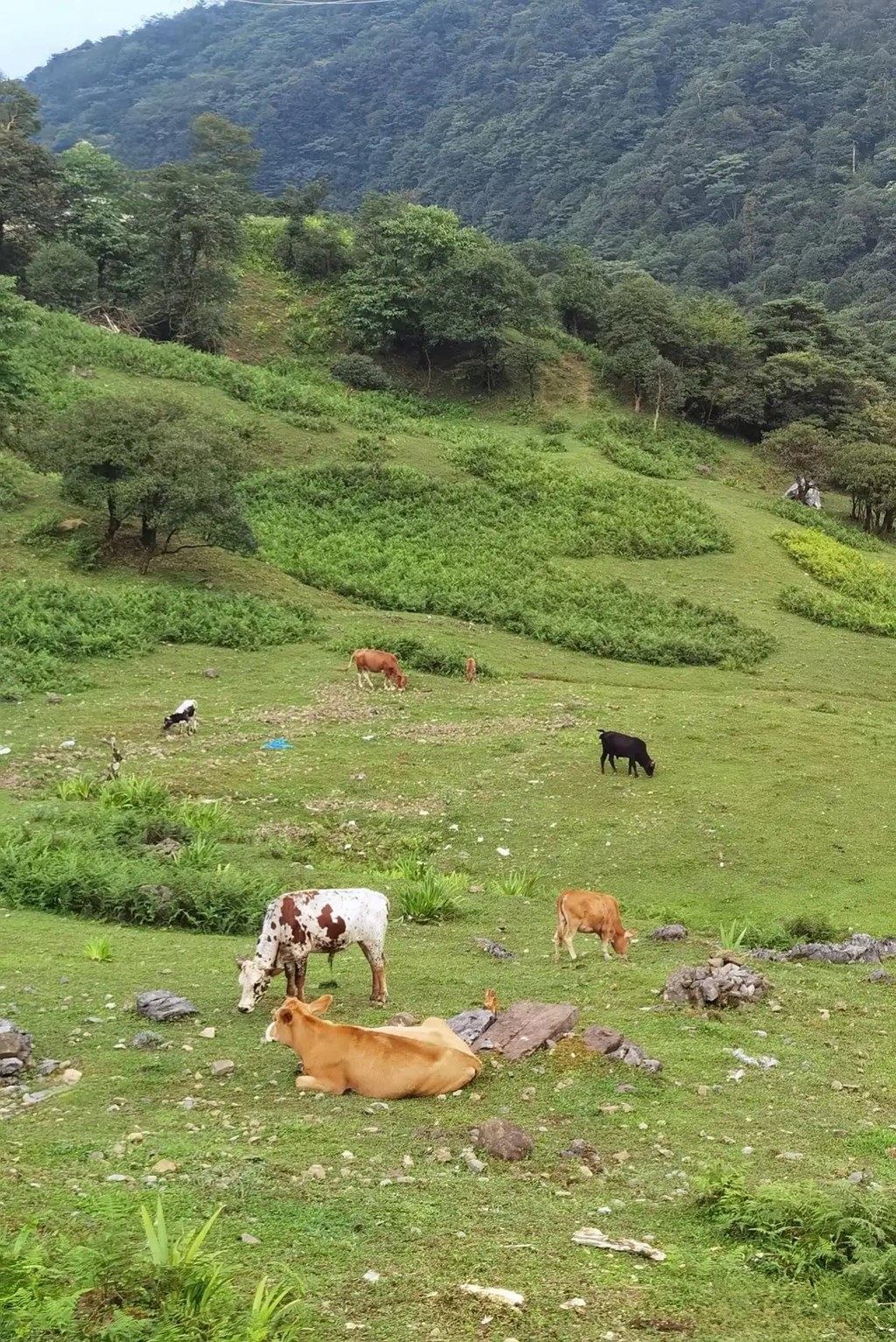 马边仰天窝：石林嶙峋叠草甸，牧牛悠然藏尽山野闲情