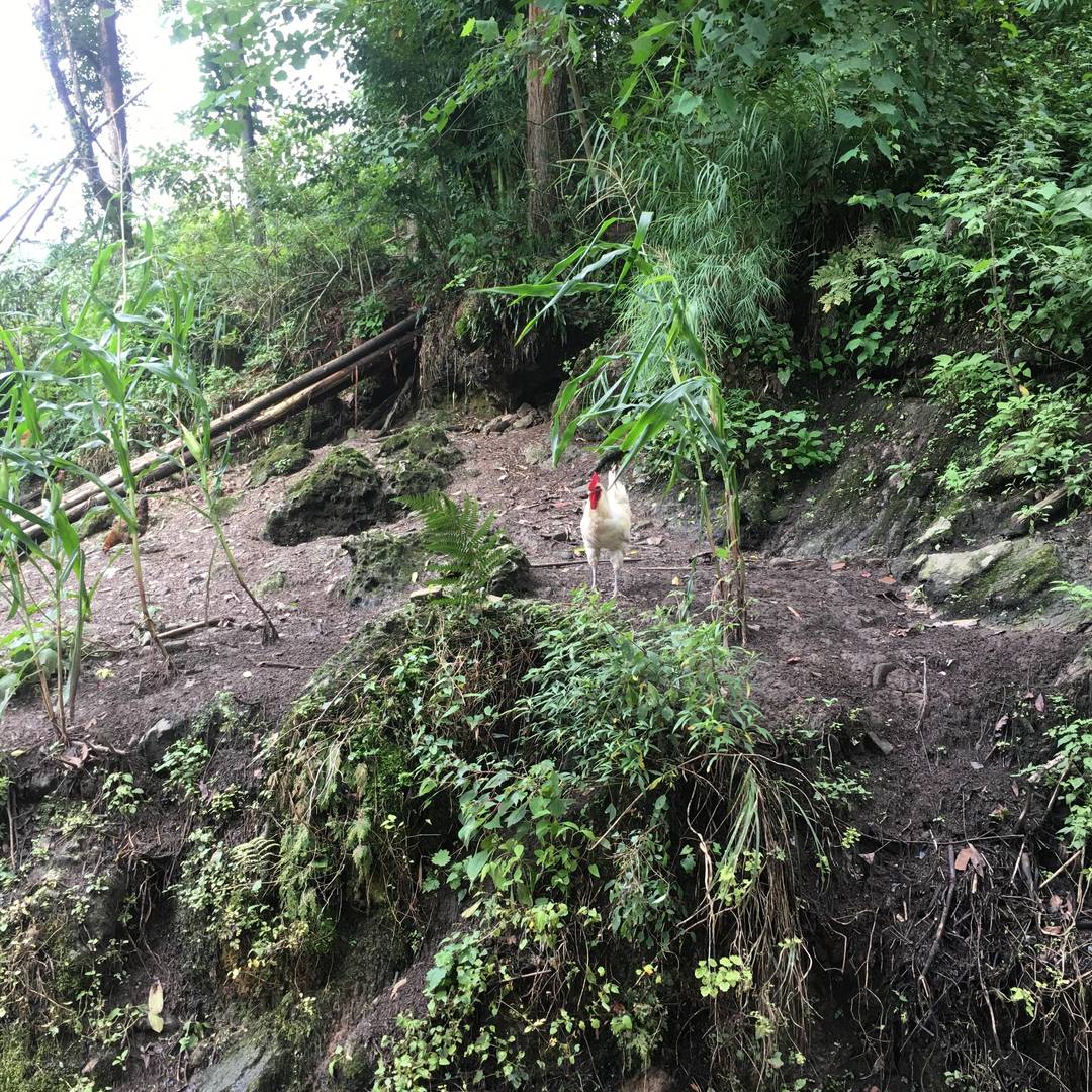 实拍马边深山里的原生态瀑布，水流从山壁倾泻而下，搭配竹林与急流，是本地人私藏的夏日清凉地。 class=