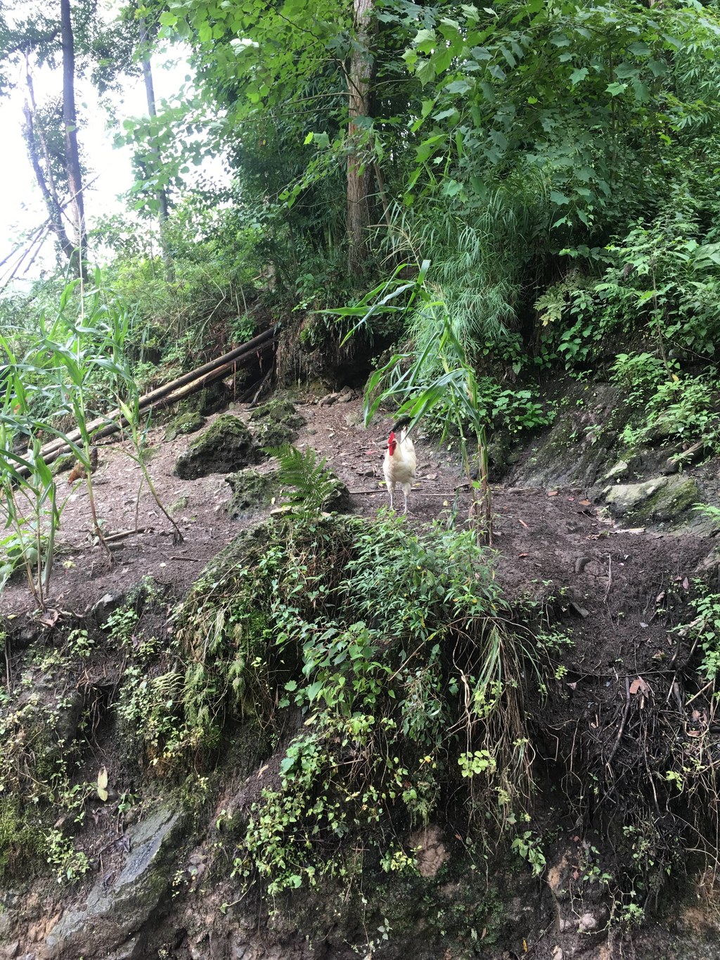 实拍马边深山里的原生态瀑布，水流从山壁倾泻而下，搭配竹林与急流，是本地人私藏的夏日清凉地。