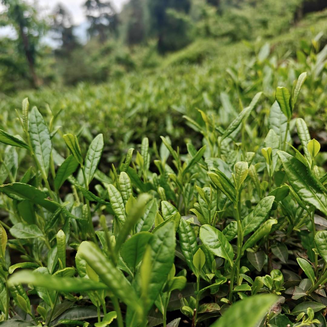 马边云雾高山茶｜翠岭裹晨雾，一园鲜叶浸满彝乡清润气
